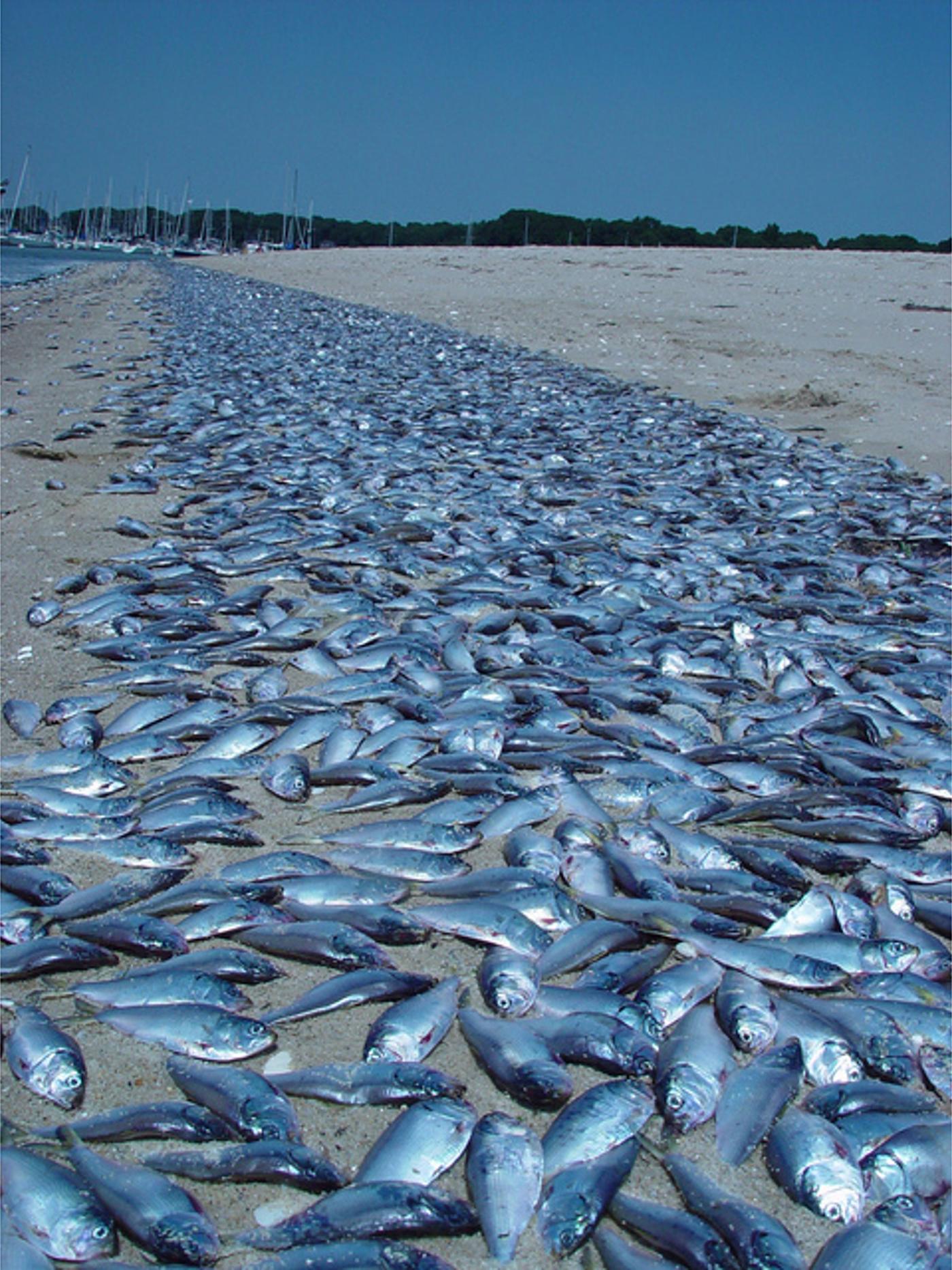 A strip of beach paved end to end with dead fish after a kill event, the shoreline receding into the distance